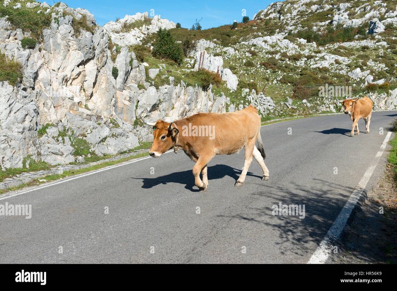 Image: Descubre el secreto de la Calle del Pollo en línea en España