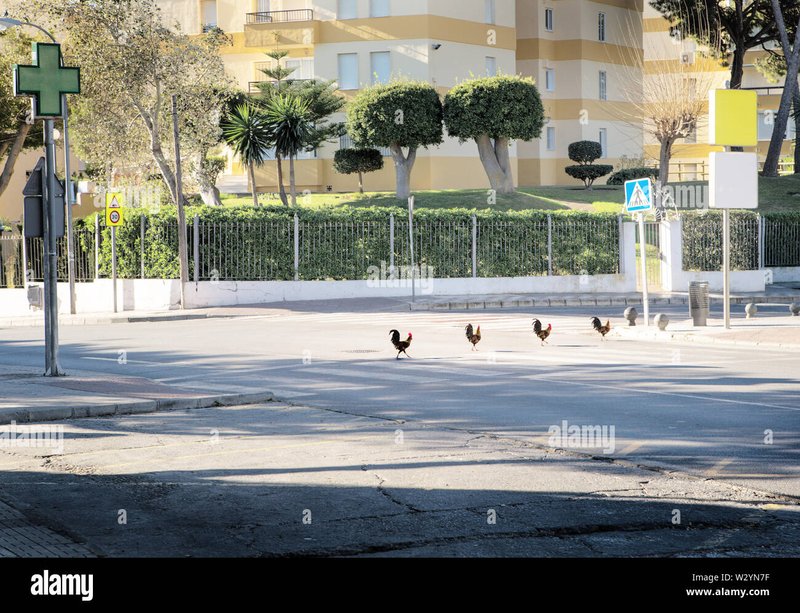 Descubre el Entretenimiento en el Camino del Pollo: La Experiencia en España, chicken road casino Descubre el Entretenimiento en el Camino del Pollo: La Experiencia en España, chicken road casino