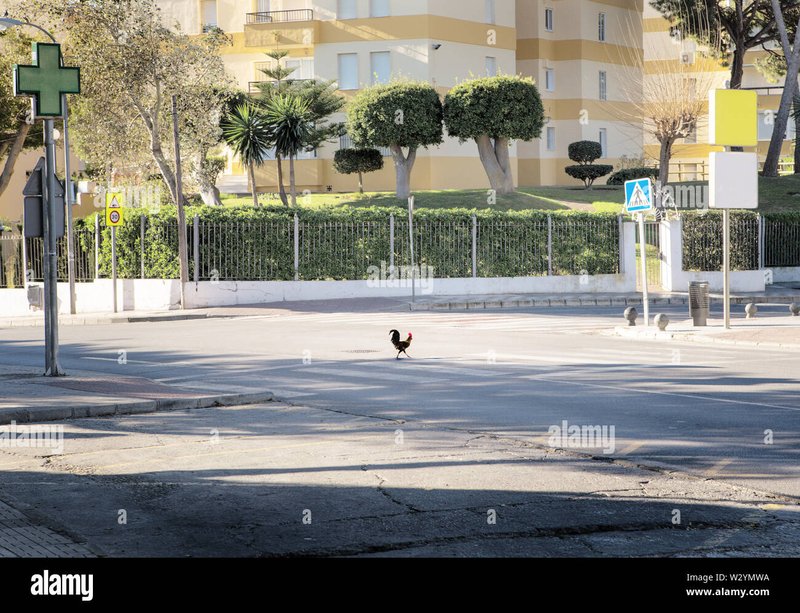 Image: Descubre los Secretos del Camino de Pollo en España: Una Visión Completa